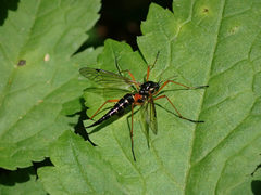 Tanyptera dorsalis