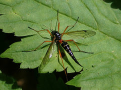 Tanyptera dorsalis