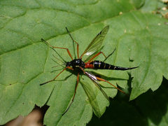 Tanyptera dorsalis