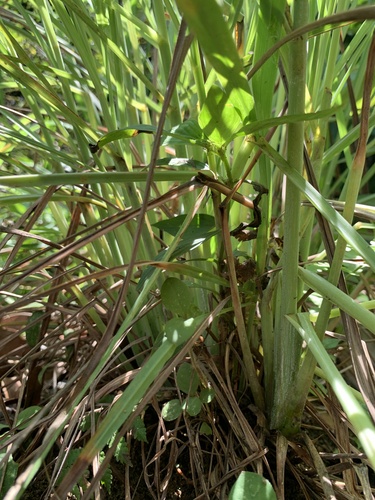 Lemon Grass