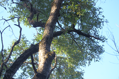 Nothofagus obliqua