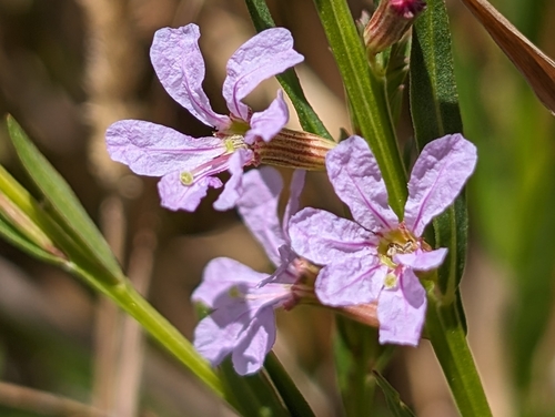Image of Lythrum californicum by (c) Ken-ichi Ueda, some rights reserved (CC BY)
