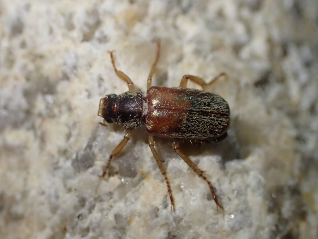 Truncated Chafer