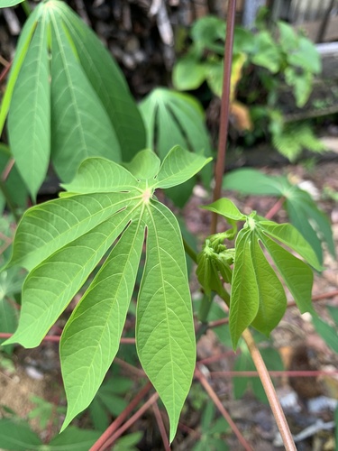 Cassava