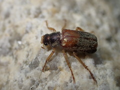 Dichelonyx truncata