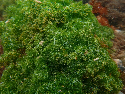 Boodlea composita observed 2024-06-16