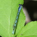 New England Bluet - Photo (c) Nick Block, some rights reserved (CC BY), uploaded by Nick Block