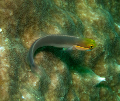 Java Combtooth Blenny photo 2