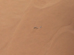 Short Blind Dart Skink photo 4