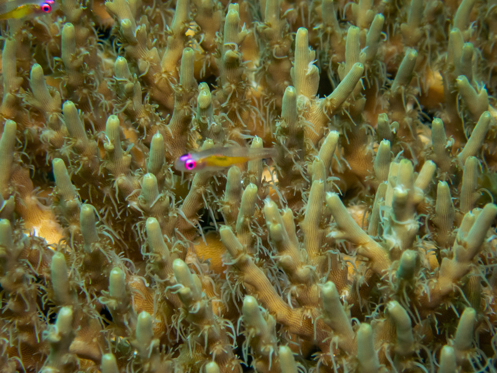Hovering Goby