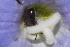 Lasioglossum sphecodoides