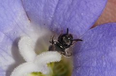 Lasioglossum sphecodoides