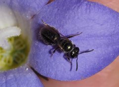 Lasioglossum sphecodoides