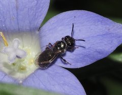 Lasioglossum sphecodoides