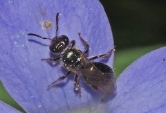 Lasioglossum sphecodoides