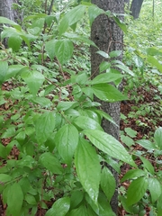 Philadelphus tenuifolius