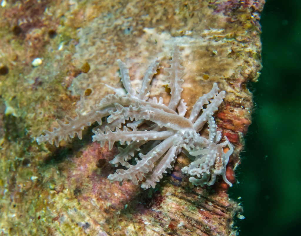Phyllodesmium pinnatum