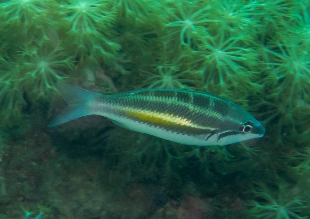 Three-striped whiptail (Pentapodus trivittatus) — Nemipteridae
