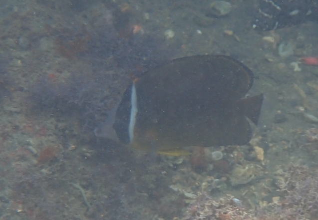 樸蝴蝶魚(尖嘴蝶) Chaetodon modestus