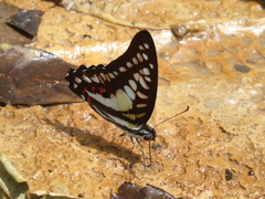 Graphium evemon
