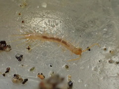 Oabius decipiens