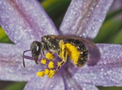 Lasioglossum sphecodoides
