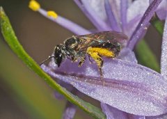 Lasioglossum sphecodoides