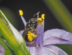 Lasioglossum sphecodoides