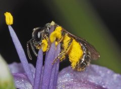 Lasioglossum sphecodoides