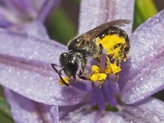 Lasioglossum sphecodoides