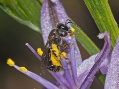 Lasioglossum sphecodoides