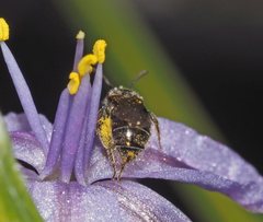 Lasioglossum sphecodoides
