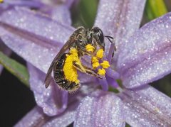 Lasioglossum sphecodoides