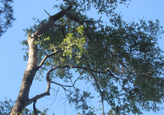Nothofagus obliqua