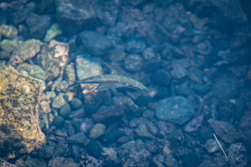 Sharpchin flyingfish (Fodiator rostratus) — Exocoetidae — 4