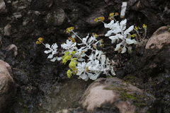 Eriogonum crocatum