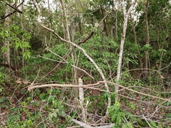 Tabernaemontana amygdalifolia