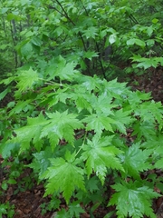 Acer pseudosieboldianum