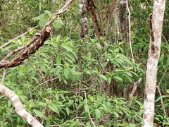 Tabernaemontana amygdalifolia