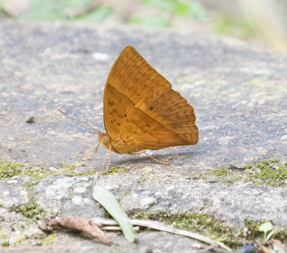 Enispe euthymius