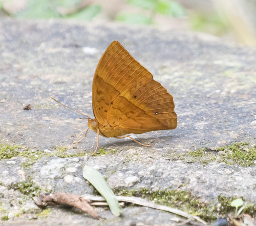 Enispe euthymius