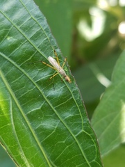 Micropeza stigmatica