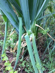 Allium cepa