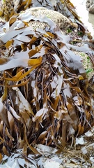 Laminaria sinclairii