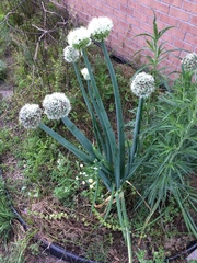 Allium cepa
