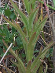 Castilleja affinis neglecta