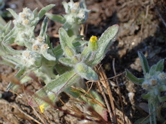 Mimetanthe pilosa