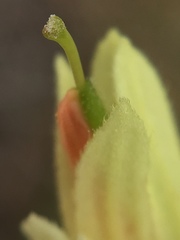 Castilleja affinis neglecta
