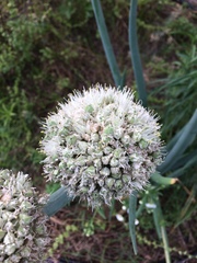 Allium cepa