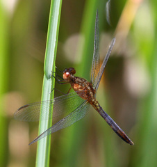 Erythrodiplax basifusca